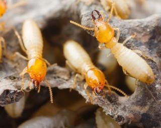 Termite 2